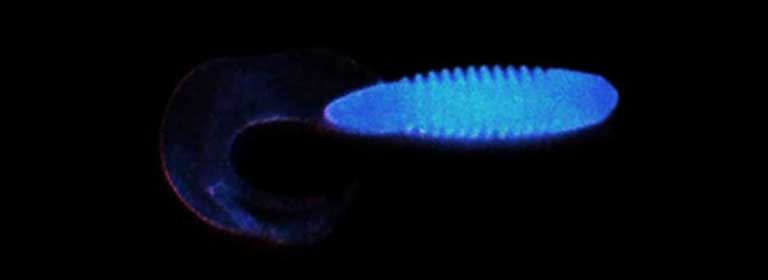 Gifted Grub 2" Glow (24 Pack)